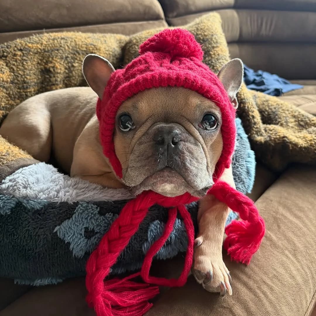Emmett isn’t ready for Christmas to be over!!! ❤️🎄
#frenchbulldog #frenchie #dogsofinstagram