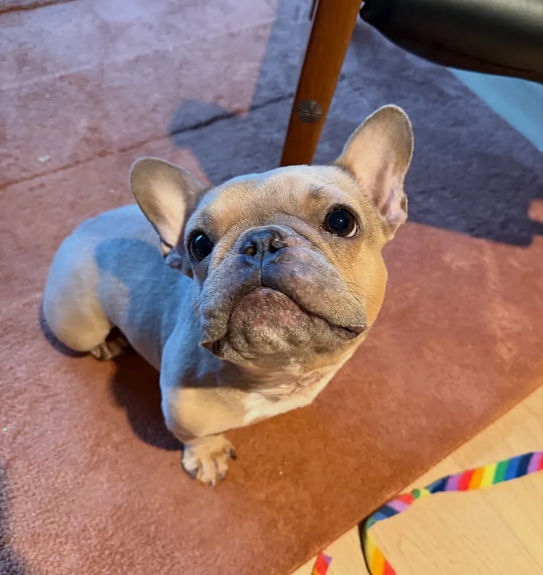 who’s ready for Christmas tomorrow? If I don’t get atleast 25 pup cups I’ll poop under the tree!