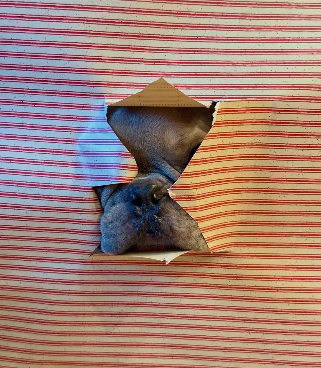 swipe to open your Christmas gift!! MERRY CHRISTMAS FROM EMMETT 🎄🎅🏻🎉❄️☃️